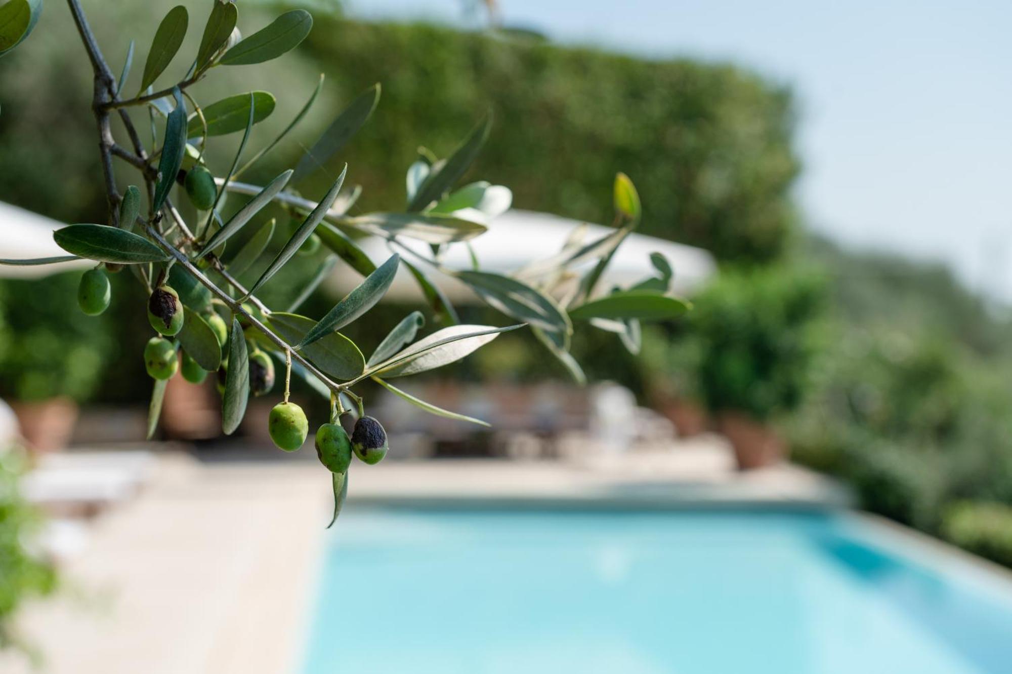Villa Eden Forte Dei Marmi With Private Infinity Pool Santa Lucia  Exteriör bild